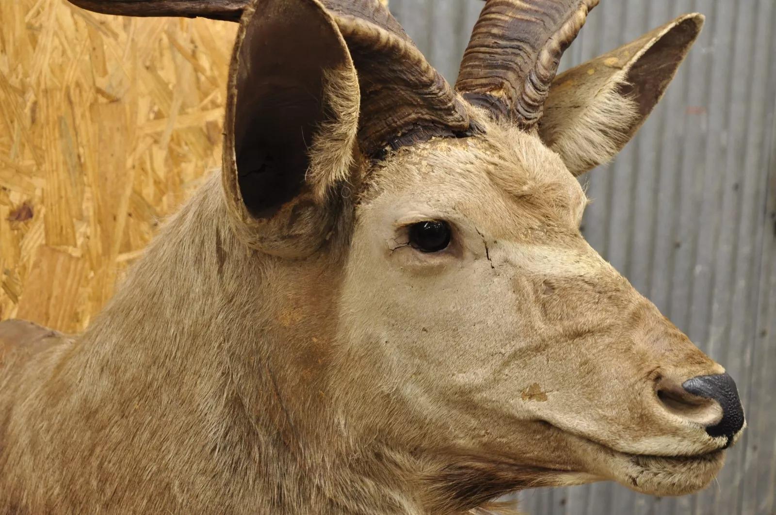 kudu european mount
