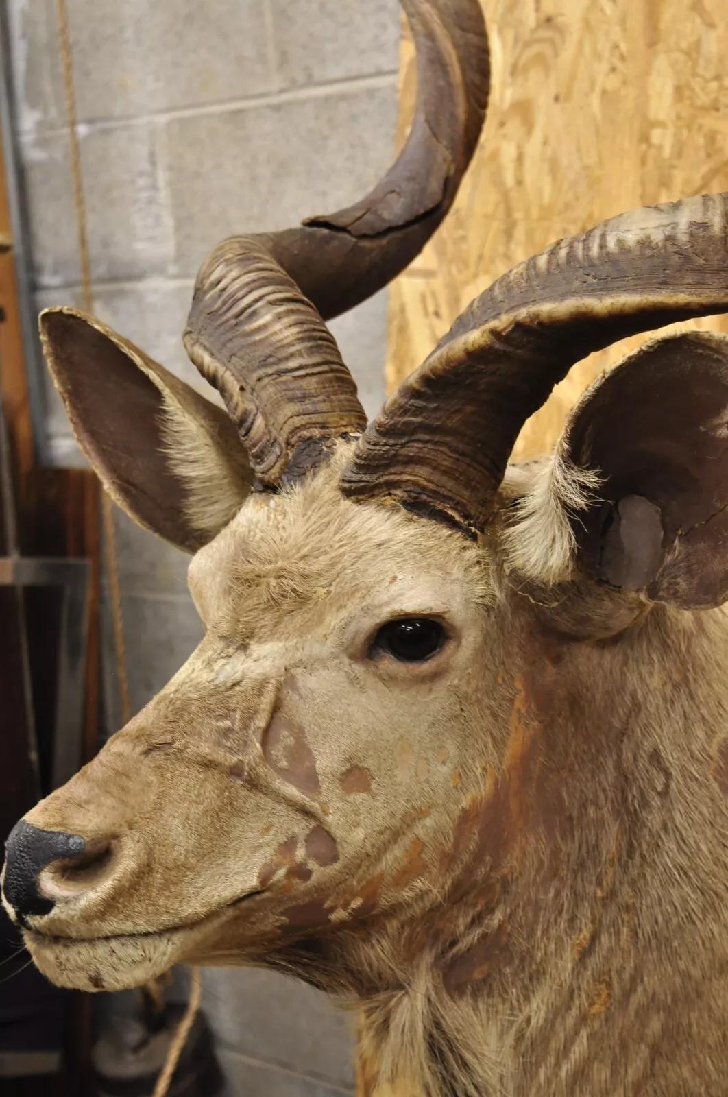 Unknown Vintage Greater Kudu African Shoulder Mount Large Taxidermy For Sale