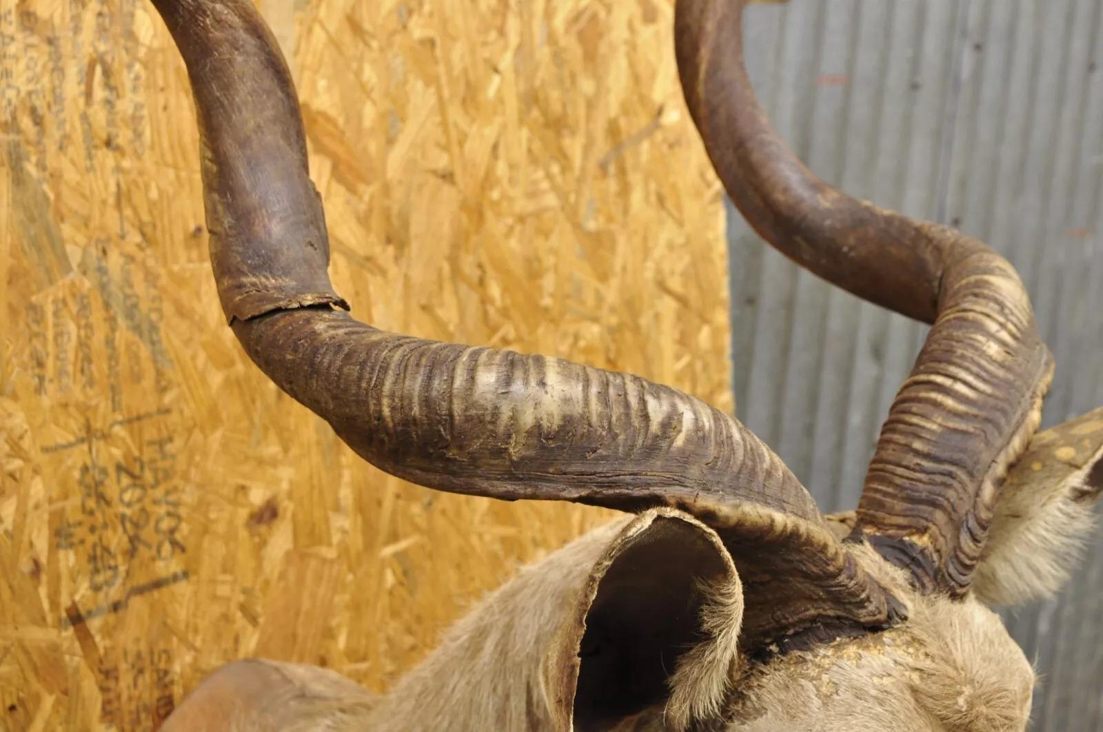 20th Century Vintage Greater Kudu African Shoulder Mount Large Taxidermy For Sale