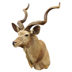 Vintage Greater Kudu African Shoulder Mount Large Taxidermy