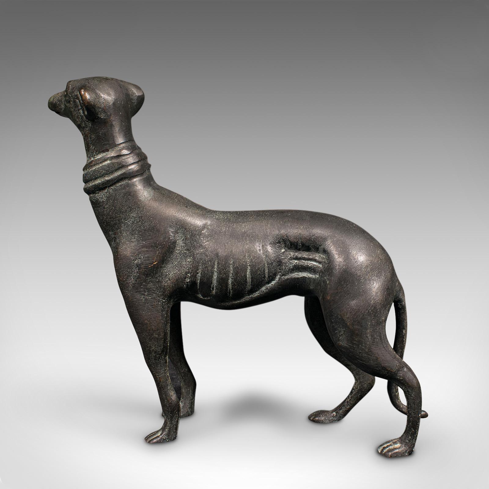 greyhound irlandese 1902