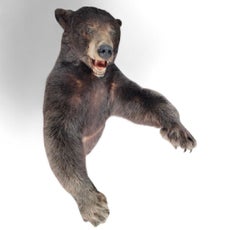 Vintage Half Life-Size Taxidermy Bear
