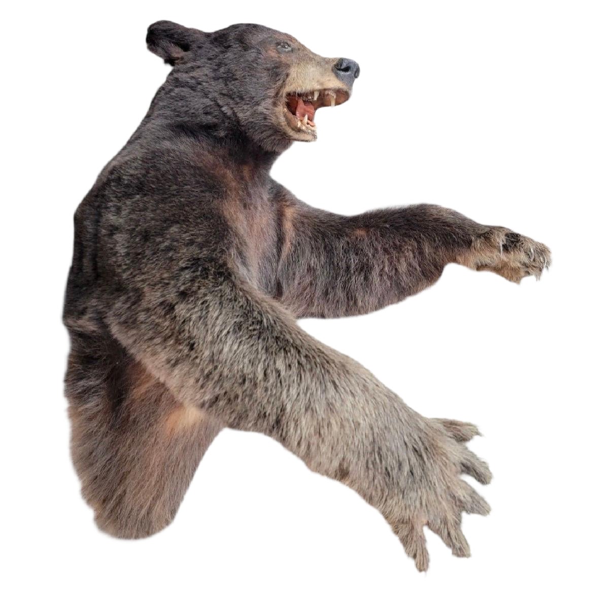 Vintage Half Life-Size Taxidermy Bear