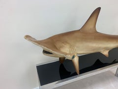 Vintage Hammerhead Shark Sculptural Wall Mount Circa 1960’s-1970’s