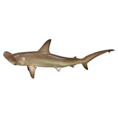 Vintage Hammerhead Shark Sculptural Wall Mount Circa 1960’s-1970’s