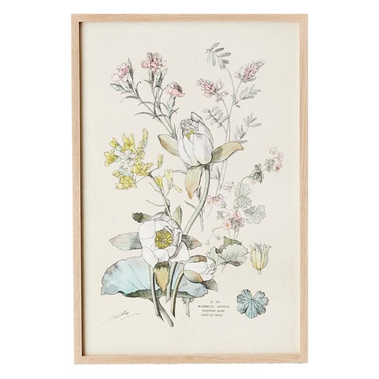 Vintage Hand-Colored Botanical Print, Italy, 19th Century