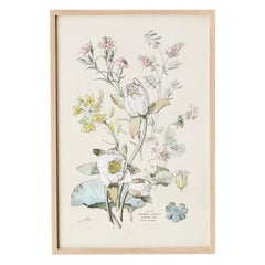 Antique Hand-Colored Botanical Print, Italy, 19th Century