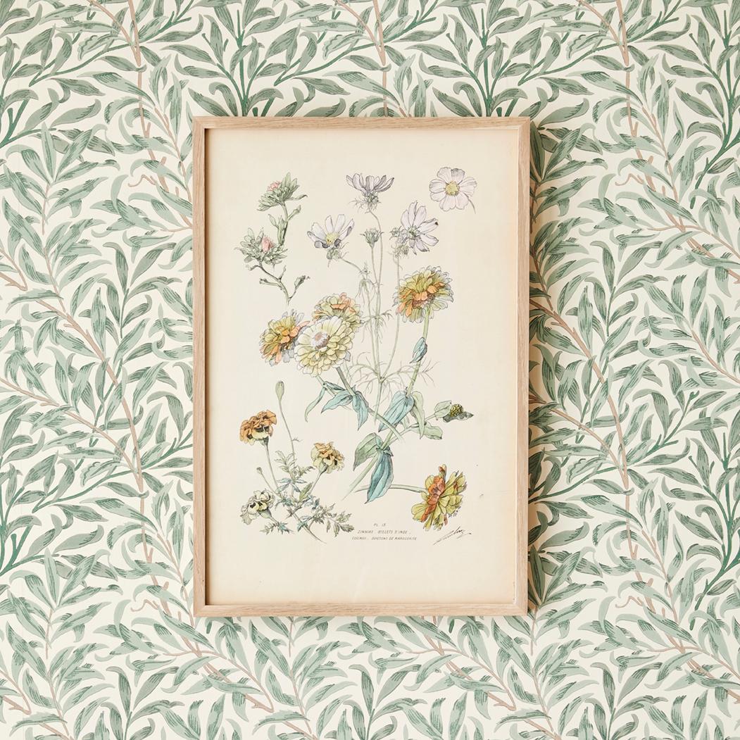 Exquisite hand colored botanical print in fair colours, dating from the late 19th century in Italy.

 