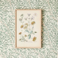 Vintage Hand Colored Botanical Print, Italy, 19th Century