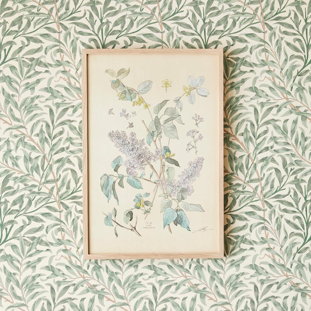 Exquisite hand-colored botanical print in fair colors, dating from the late 19th century in Italy.

A selection of these prints are available in our storefront.
