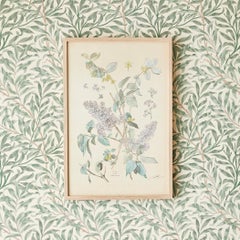 Vintage Hand-Colored Botanical Print, Italy, '19th Century'