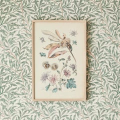 Vintage Hand-Colored Botanical Print, Italy, 19th Century