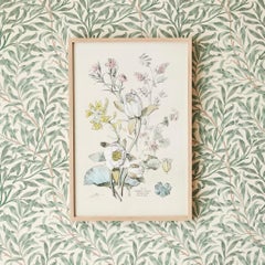 Vintage Hand-Colored Botanical Print, Italy, 19th Century