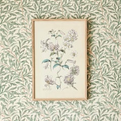 Vintage Hand-Colored Botanical Print, Italy, 19th Century