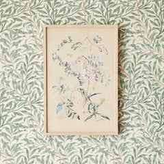 Vintage Hand-Colored Botanical Print, Italy, 19th Century