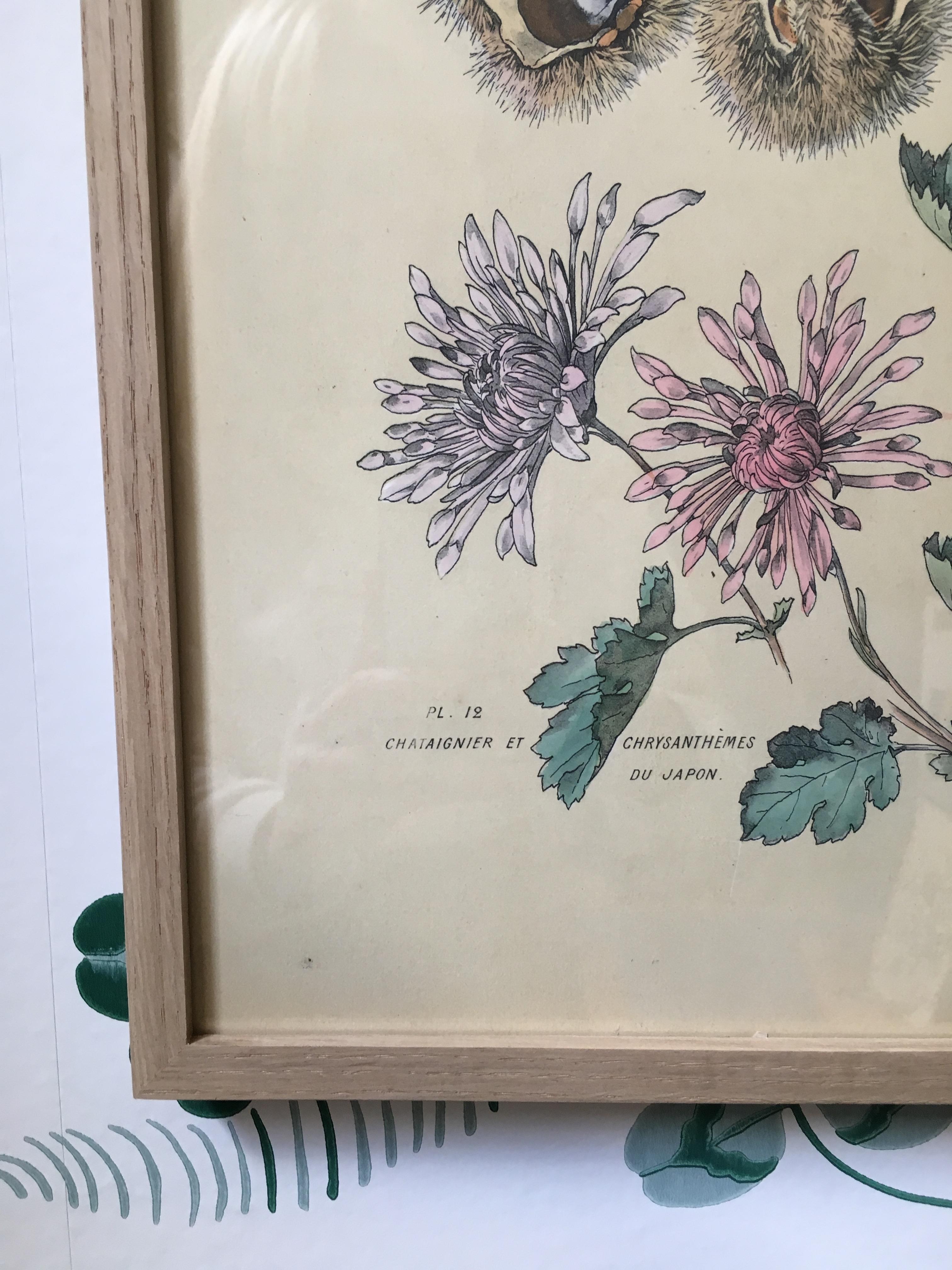 Hand-Painted Vintage Hand-Colored Botanical Print, Italy, 19th Century