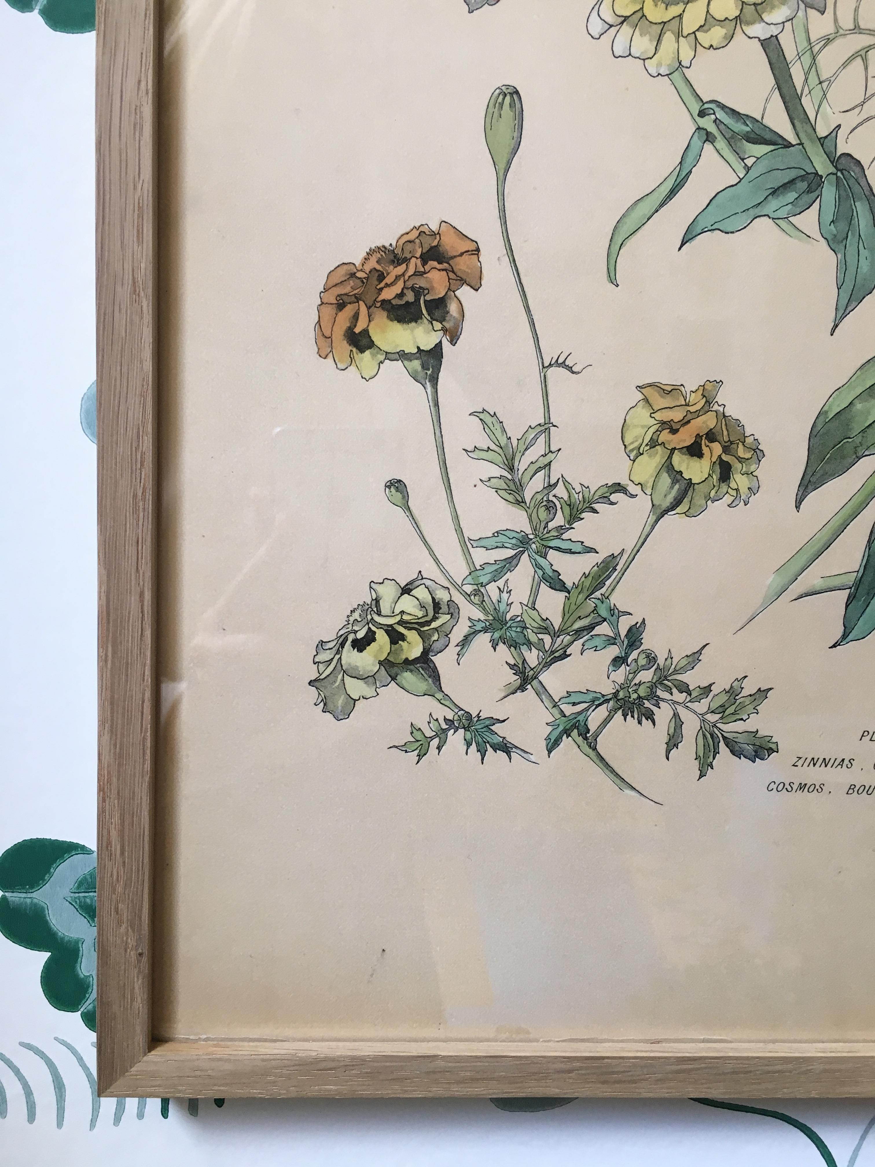 Vintage Hand Colored Botanical Print, Italy, 19th Century In Good Condition In Copenhagen K, DK