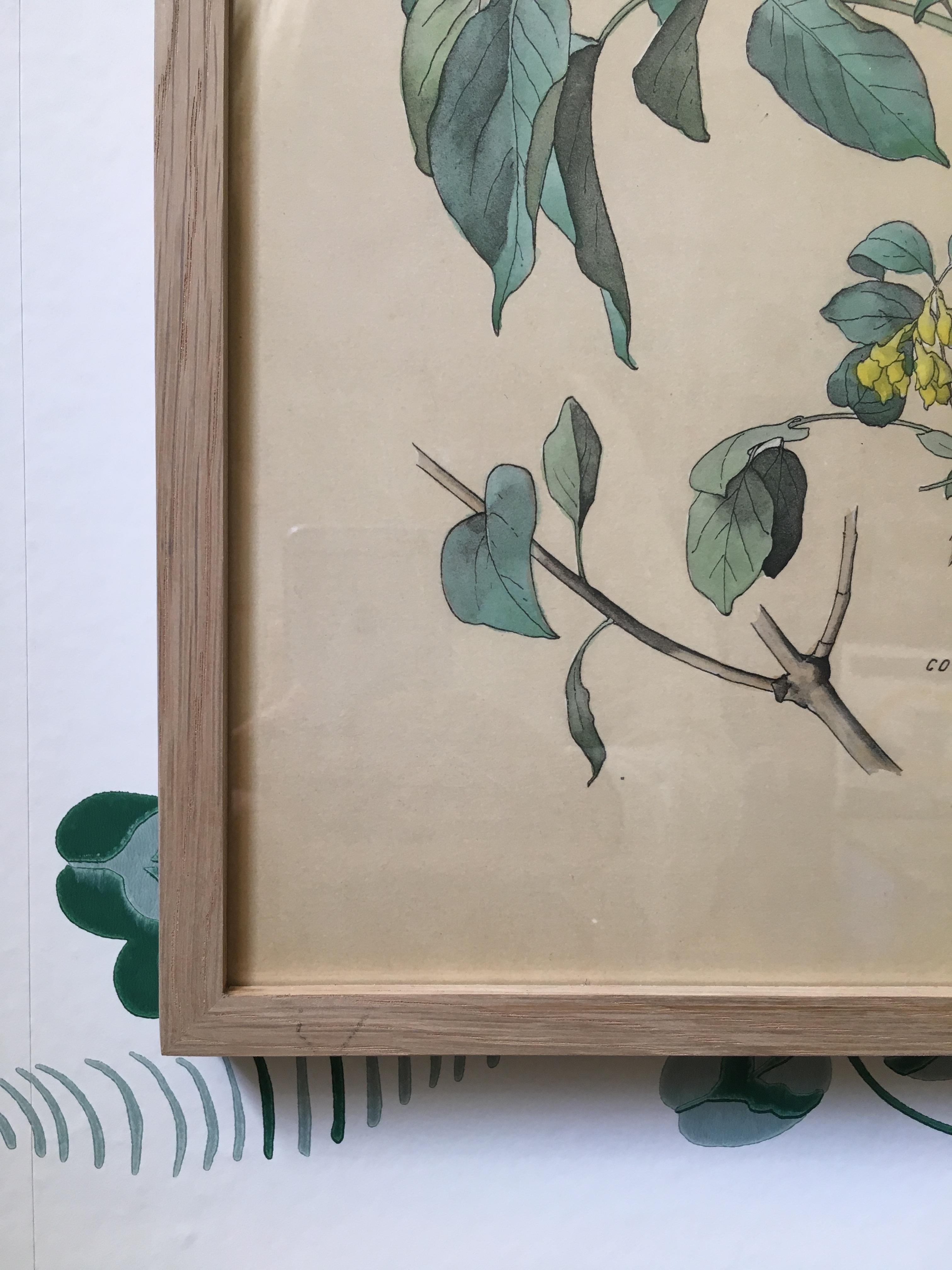 Vintage Hand-Colored Botanical Print, Italy, '19th Century' In Good Condition In Copenhagen K, DK