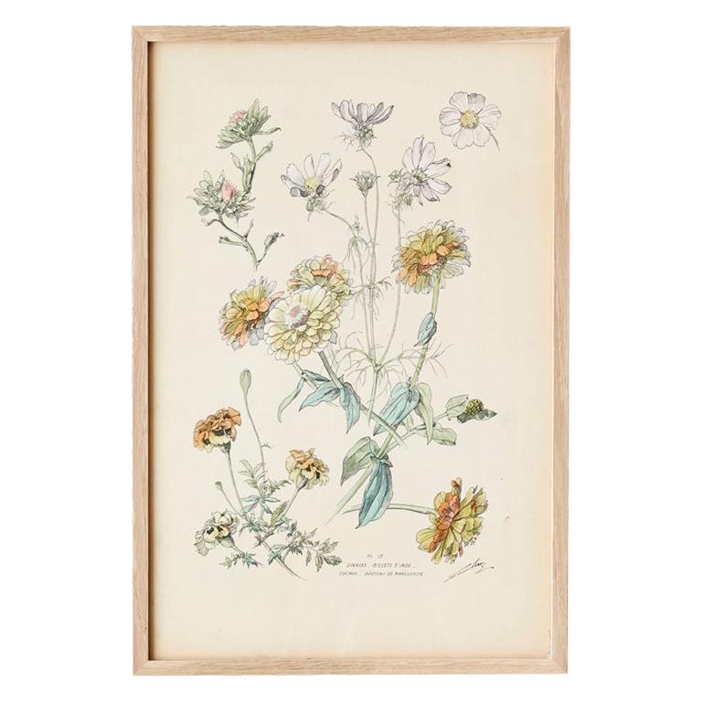 Vintage Hand Colored Botanical Print, Italy, 19th Century