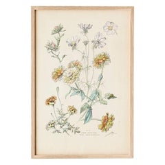 Antique Hand Colored Botanical Print, Italy, 19th Century