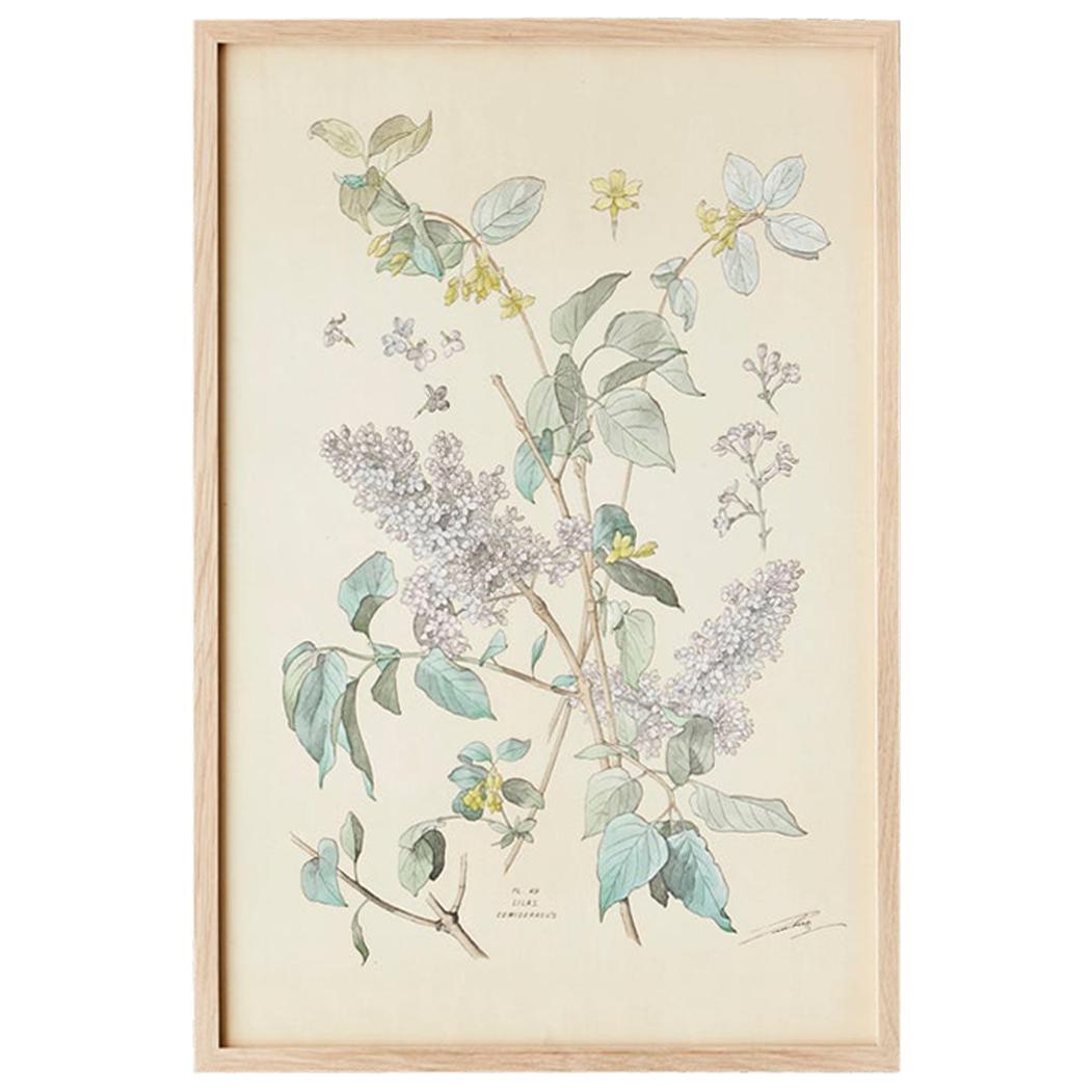 Vintage Hand-Colored Botanical Print, Italy, '19th Century'