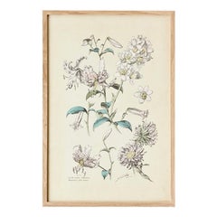 Antique Hand-Colored Botanical Print, Italy, 19th Century