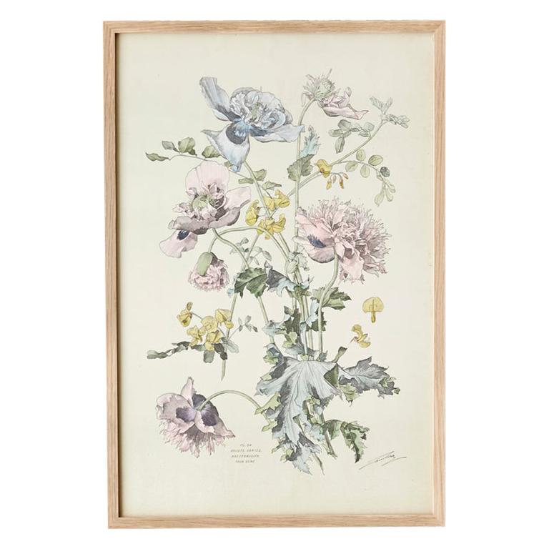 Vintage Hand-Colored Botanical Print, Italy '19th Century'