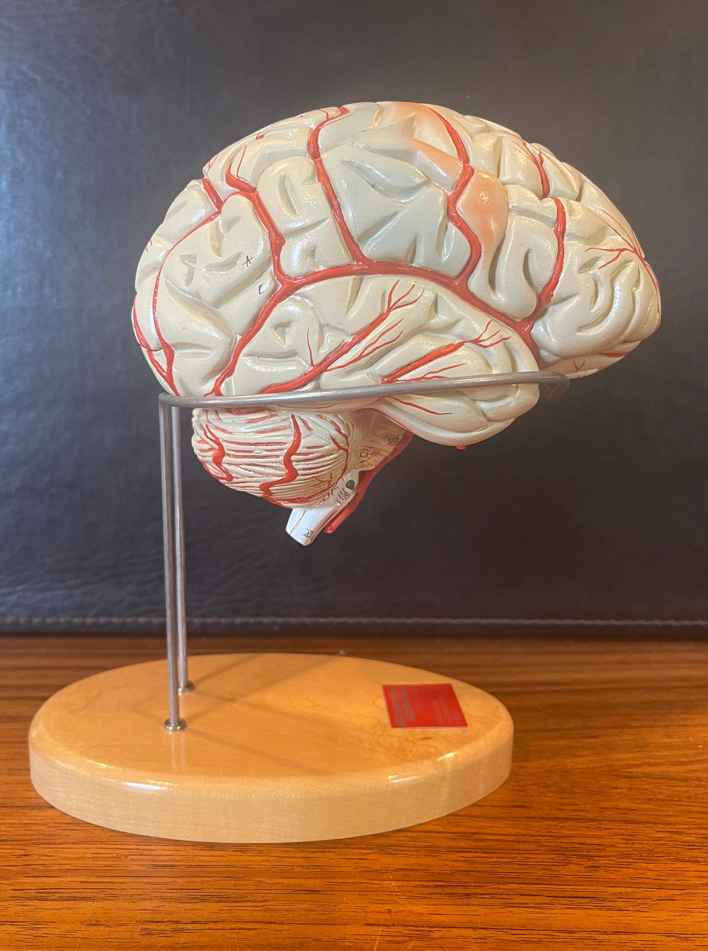 Vintage hand painted brain model on stand by Denoyer-Geppert, circa 1990s. The model consists of eight pieces of molded, nonbreakable, vinyl that are connected by steel pins; it won’t disassemble until pulled apart. Regions and centers receptive to