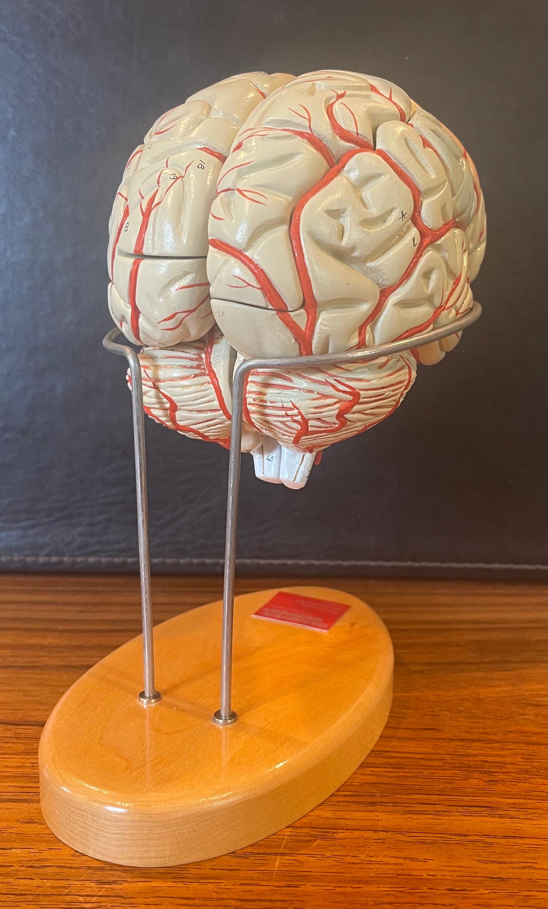 Américain Modèle réduit d'un cerveau vintage peint à la main par Denoyer Geppert en vente