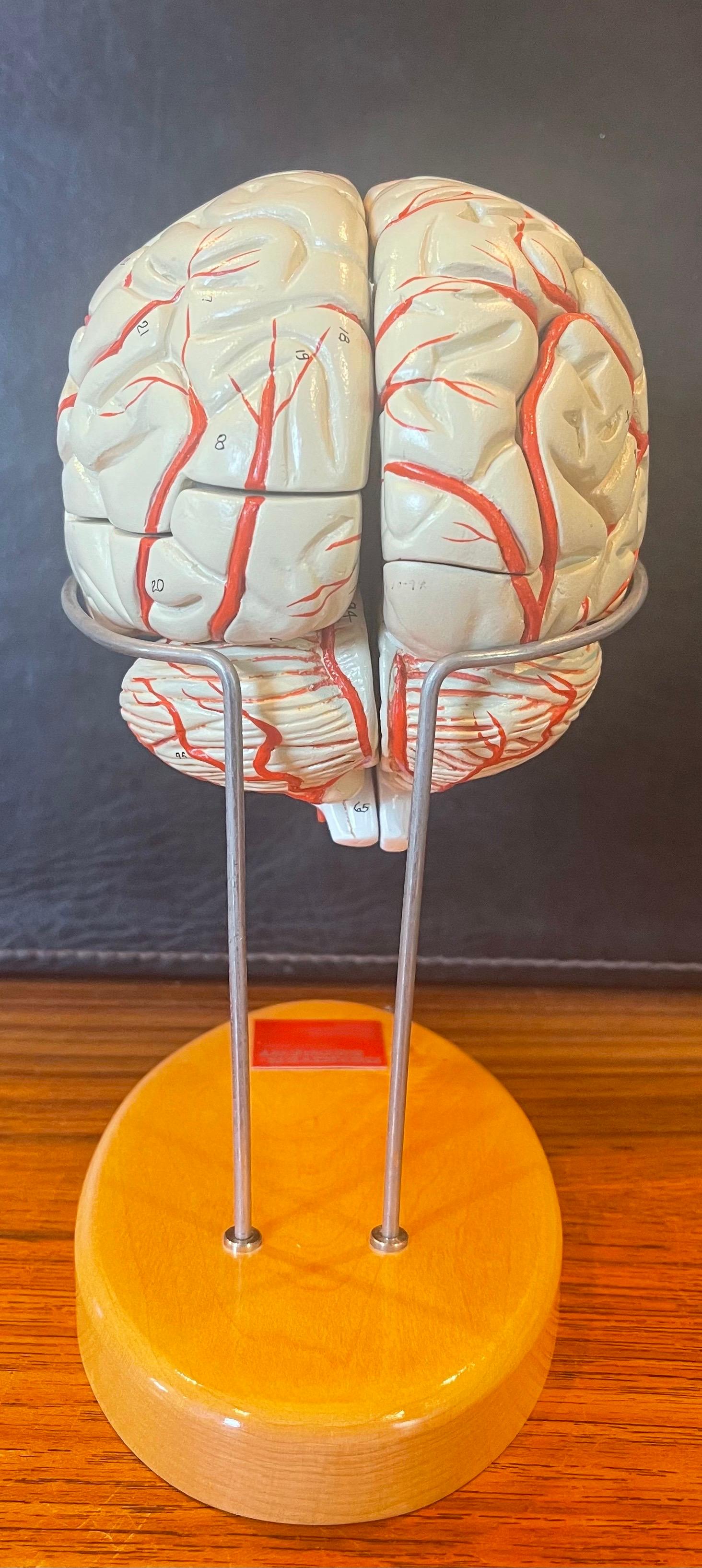 Modèle réduit d'un cerveau vintage peint à la main par Denoyer Geppert Bon état - En vente à San Diego, CA