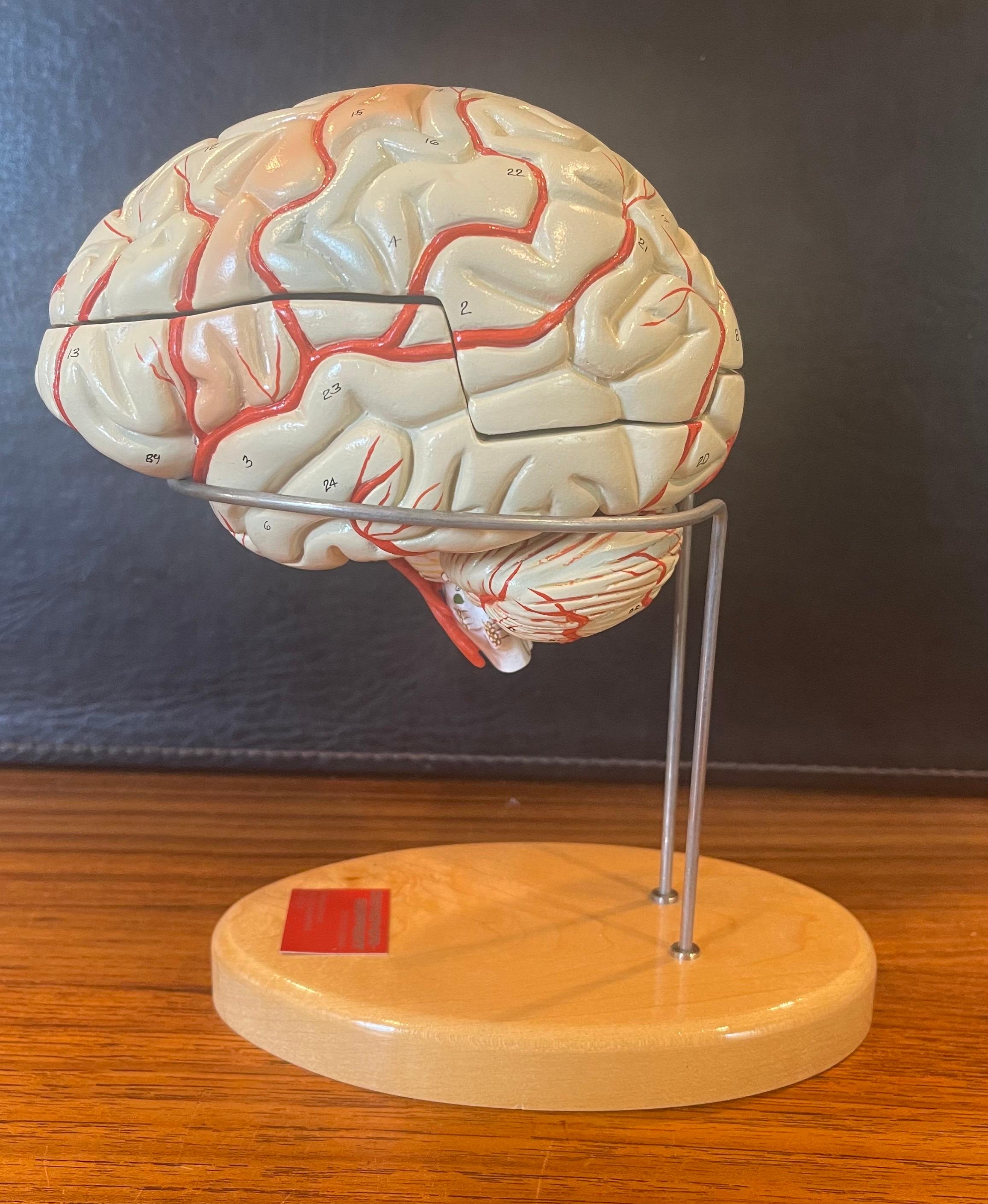 American Vintage Hand-Painted Brain Model by Denoyer Geppert For Sale