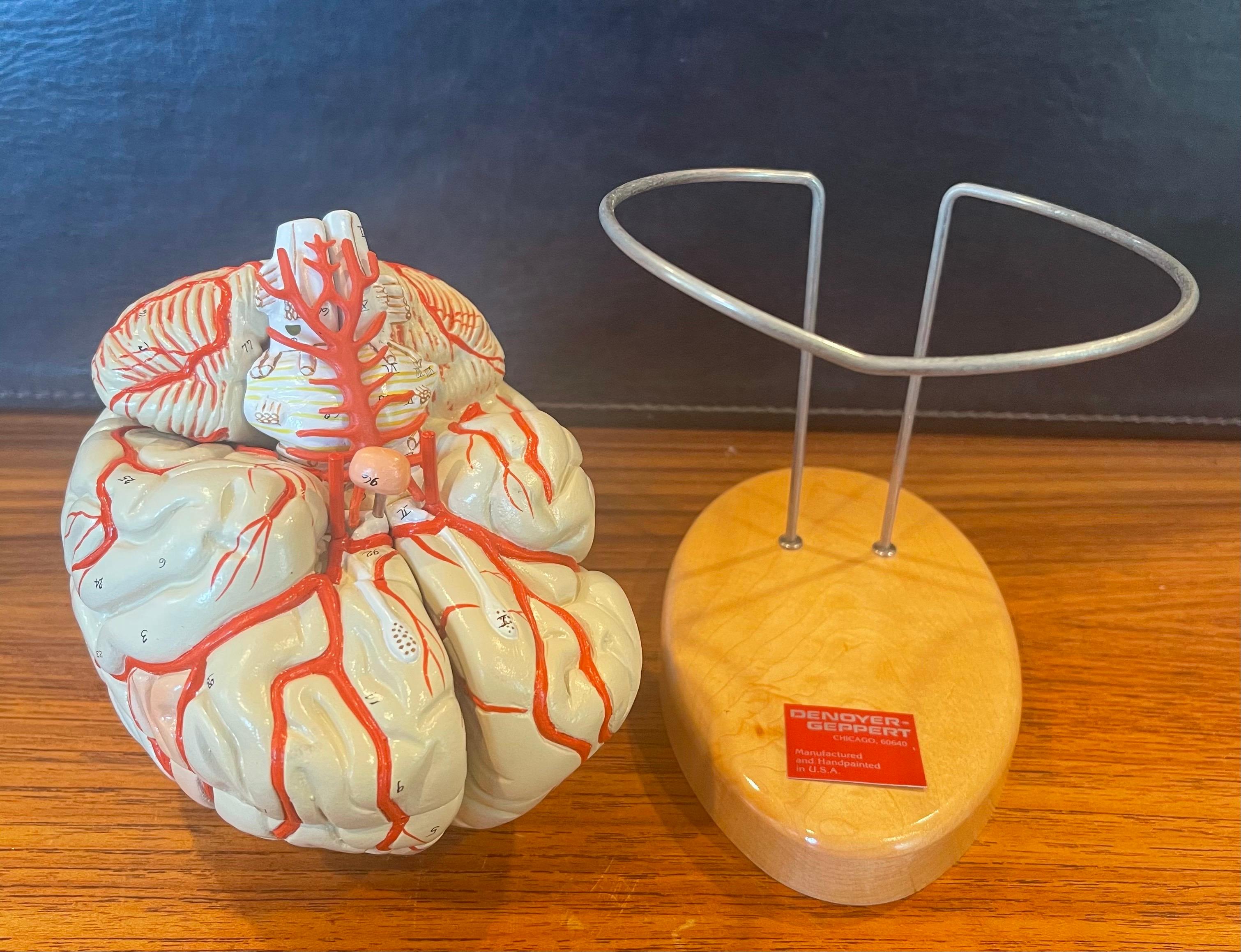 Vintage Hand-Painted Brain Model by Denoyer Geppert In Good Condition For Sale In San Diego, CA