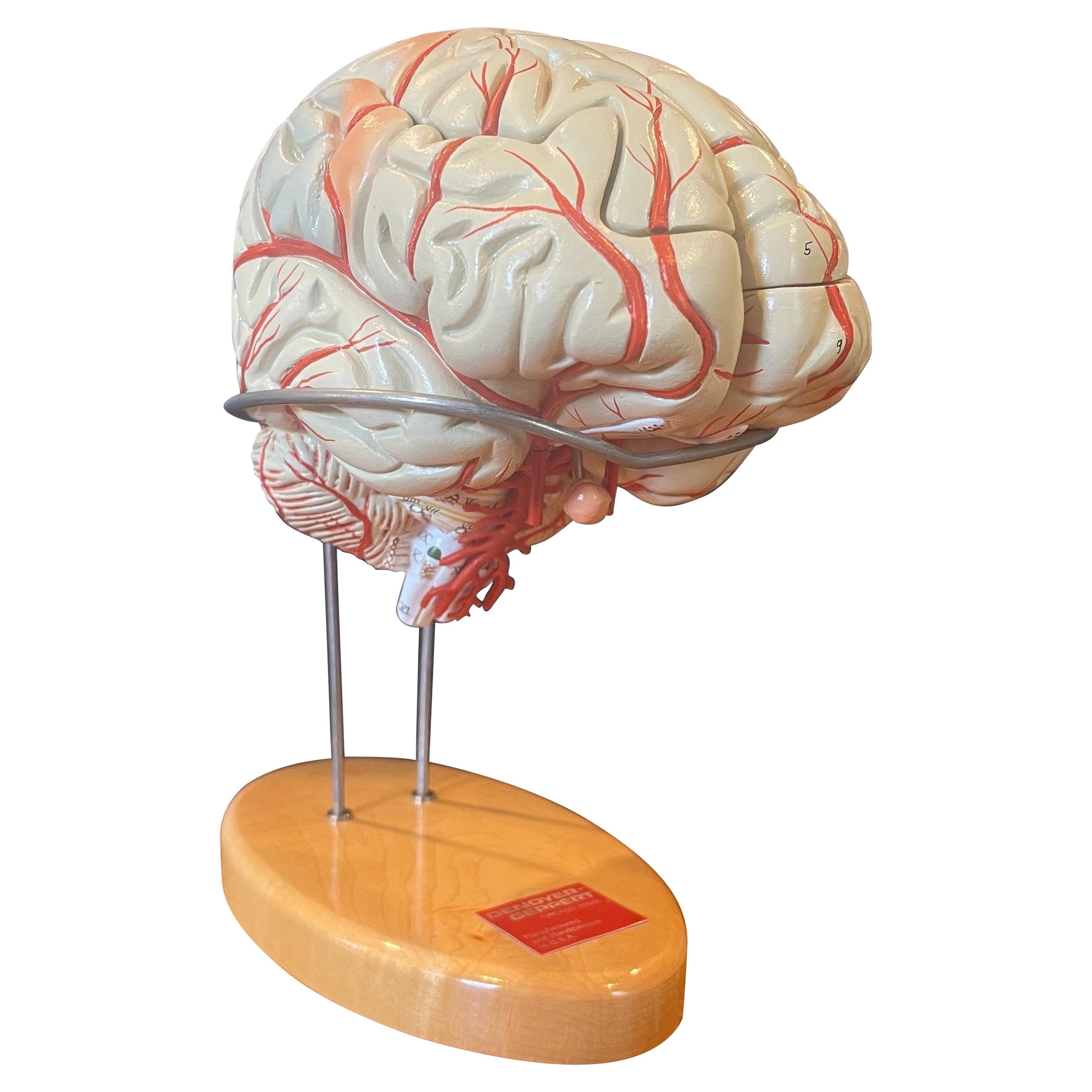 Vintage Handbemaltes Gehirnmodell von Denoyer Geppert