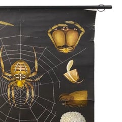Vintage Hanging School Chart - Spider Anatomy