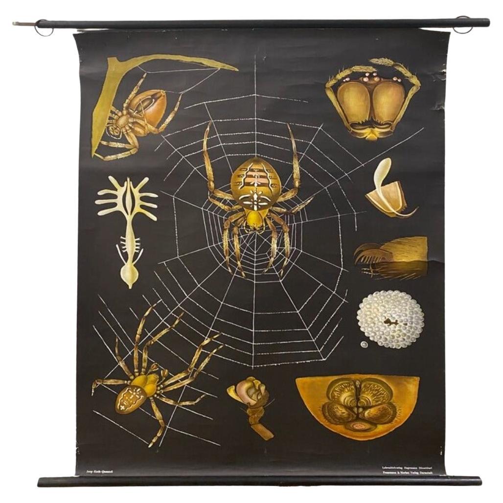 Vintage Hanging School Chart - Spinne Anatomie