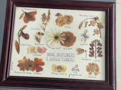 Vintage-Herbarium: Wildblumen und Gartenblumen aus Maine