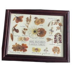 Vintage-Herbarium: Wildblumen und Gartenblumen aus Maine