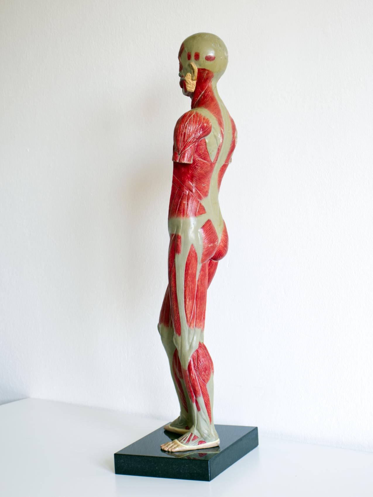 Granit Modèle éducatif du corps humain vintage / Modèle anatomique, vers les années 1940 en vente