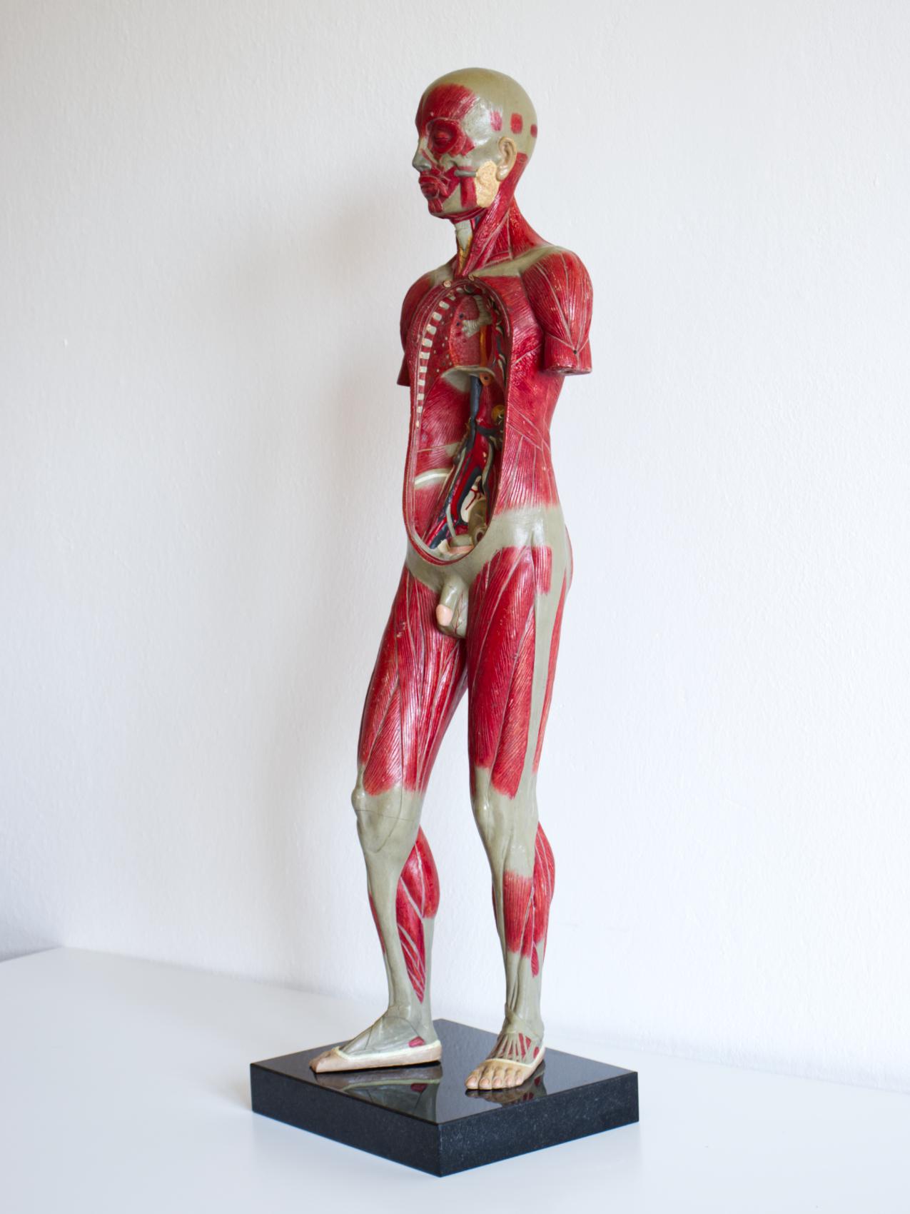 Modèle éducatif du corps humain vintage / Modèle anatomique, vers les années 1940 en vente 1