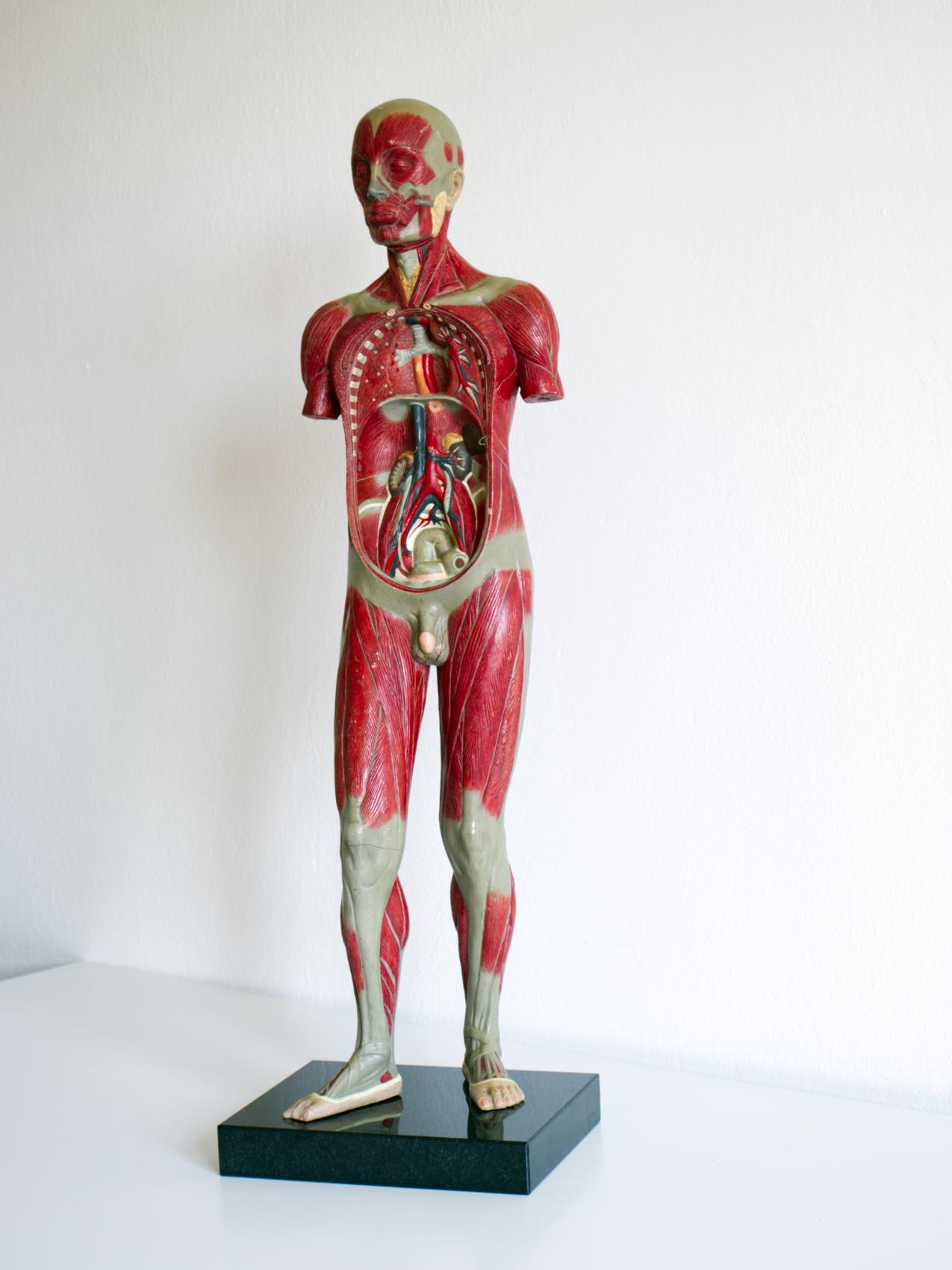 Erziehungsmodell des menschlichen Körpers / Anatomisches Modell, ca. 1940er Jahre im Angebot 5