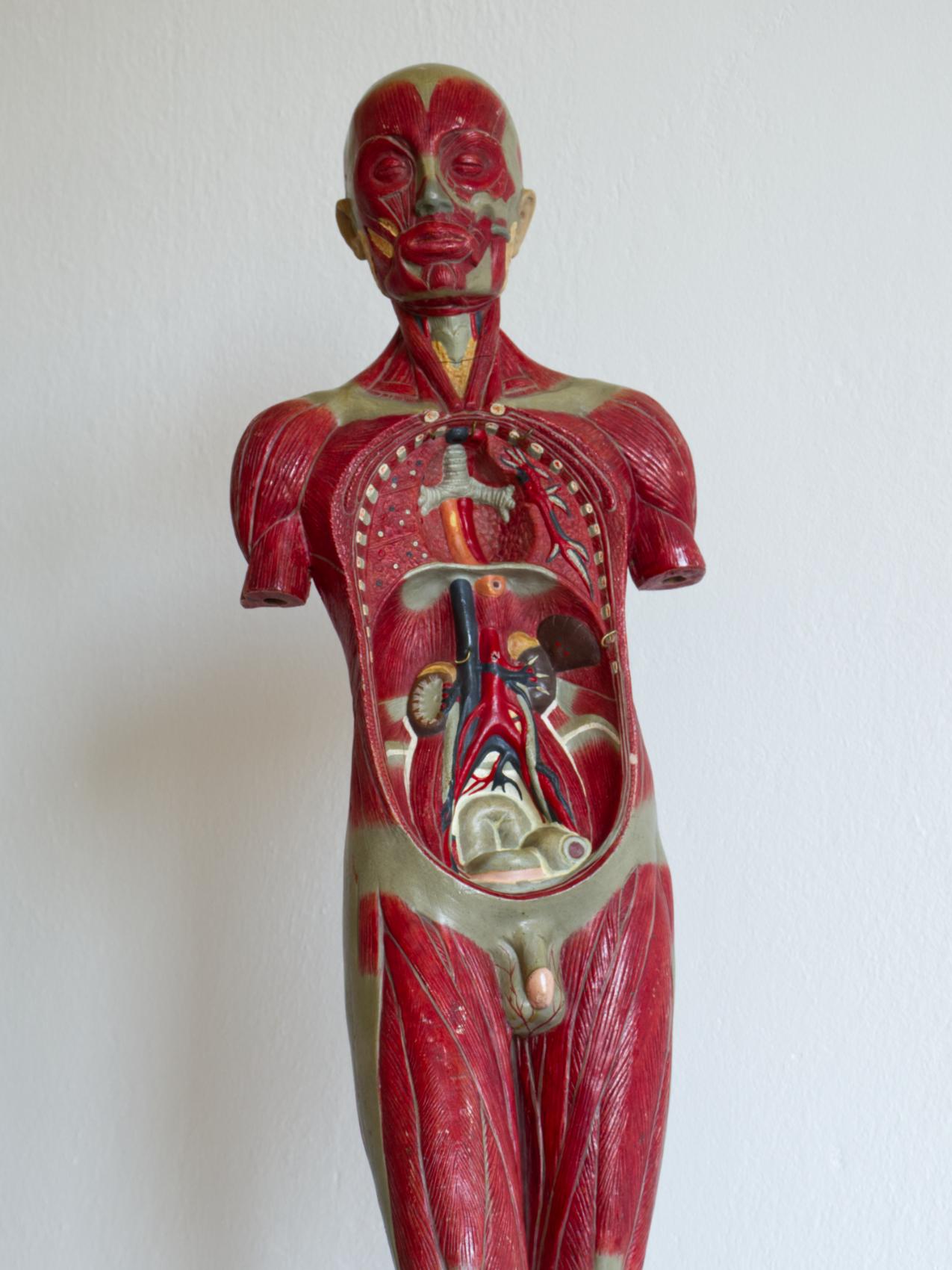 Fantástico modelo anatómico de época de un cuerpo humano completo sobre una base de granito negro. La altura del modelo con base (4 cm) es de 82 cm. 
Por desgracia, faltan piezas desmontables.
