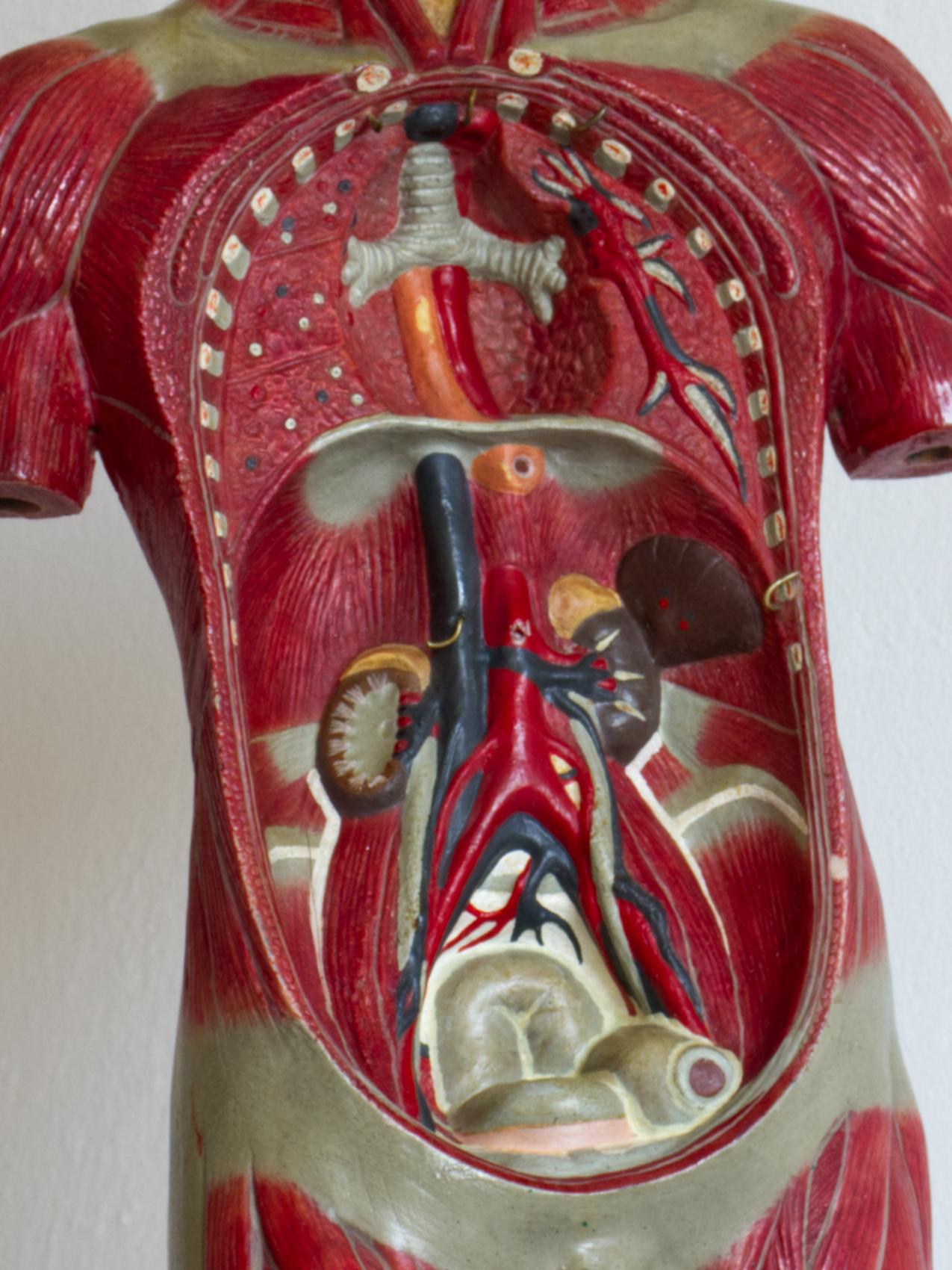 Erziehungsmodell des menschlichen Körpers / Anatomisches Modell, ca. 1940er Jahre (Moderne der Mitte des Jahrhunderts) im Angebot