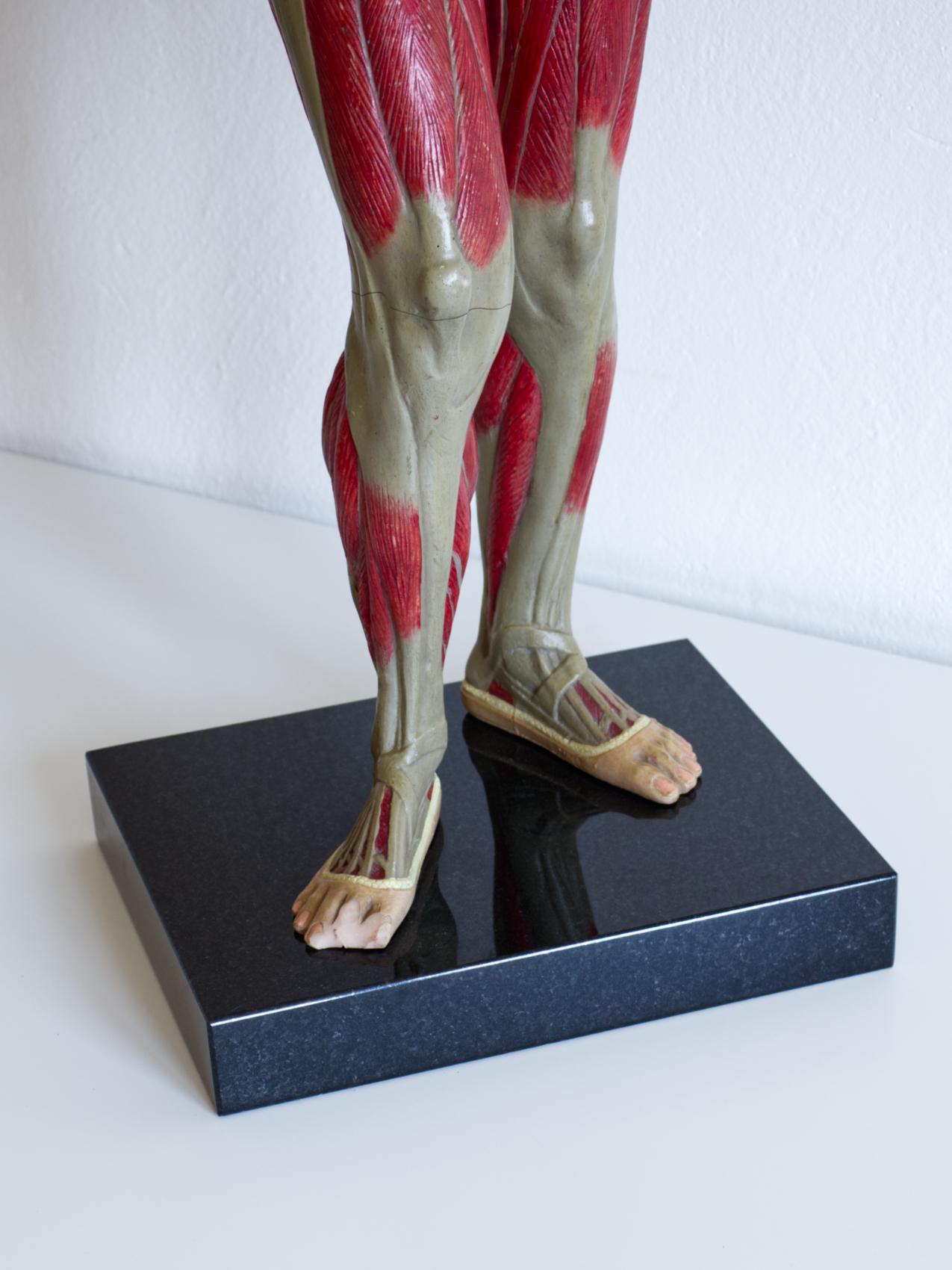 vintage anatomical model