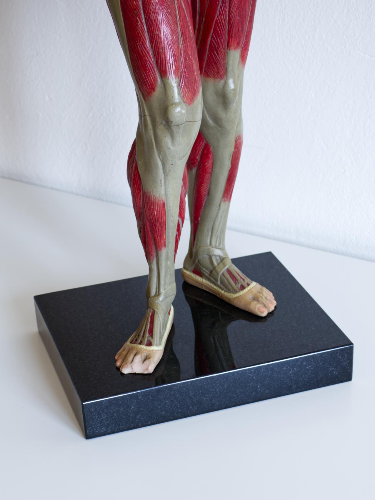 cuerpo anatomico