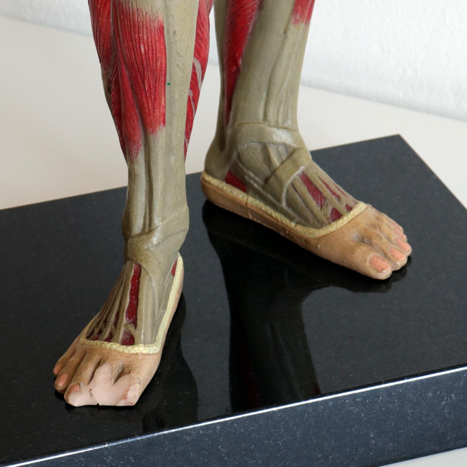 used anatomical models for sale