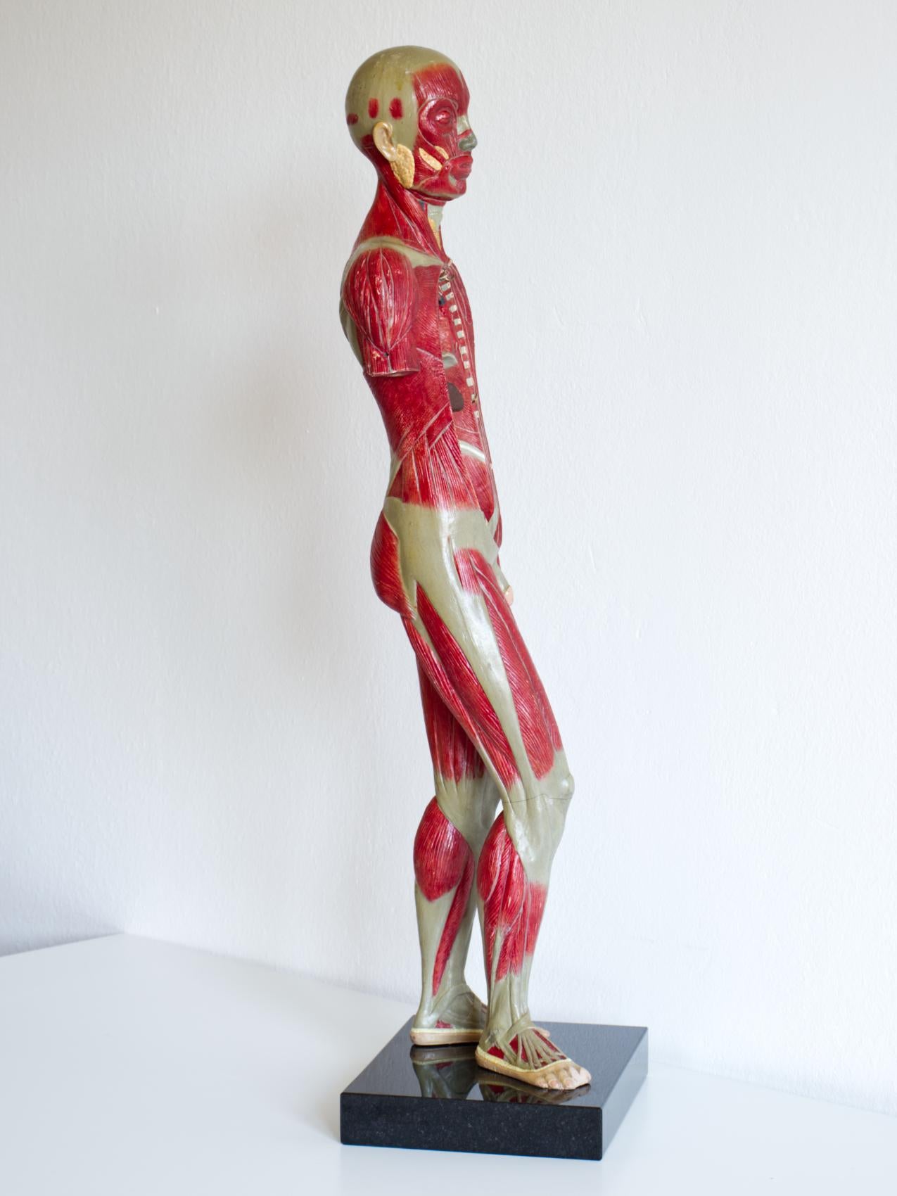 Mid-Century Modern Vintage Human Body Educational Model / Anatomical Model, circa 1940s For Sale