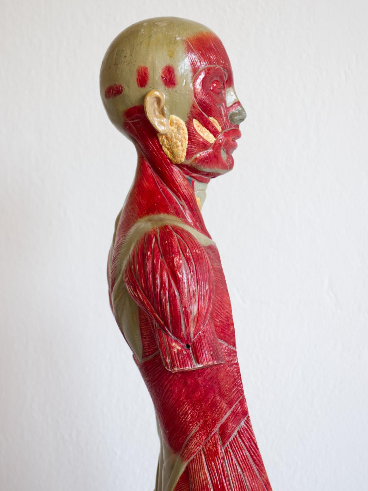 Modelo Educativo Vintage del Cuerpo Humano / Modelo Anatómico, circa 1940s Europeo en venta