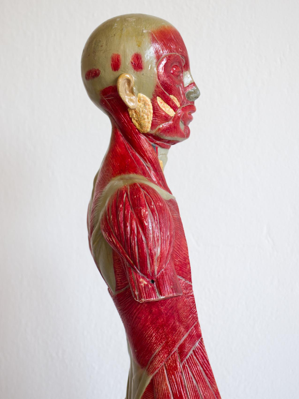 European Vintage Human Body Educational Model / Anatomical Model, circa 1940s For Sale