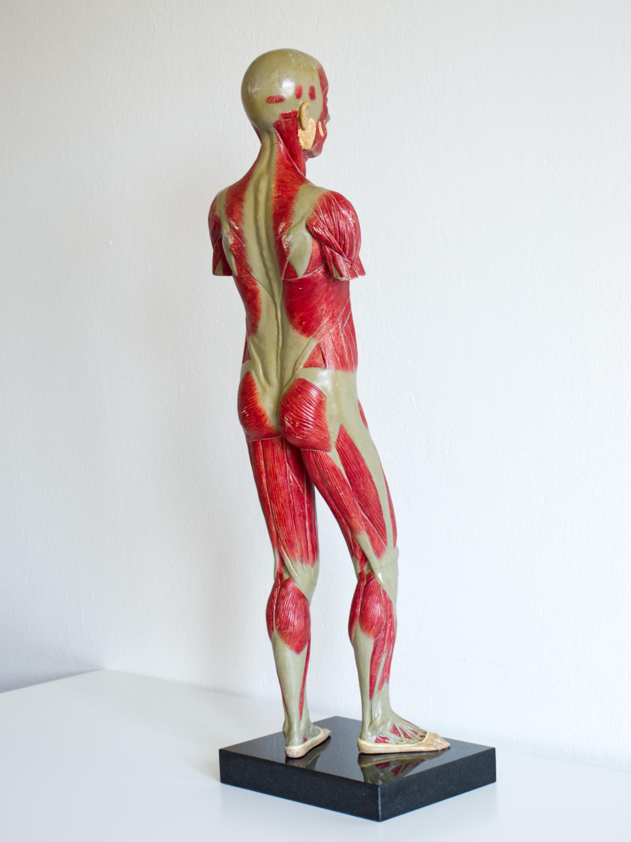 Vintage Human Body Educational Model / Anatomical Model, circa 1940s In Fair Condition For Sale In Lucenec, SK