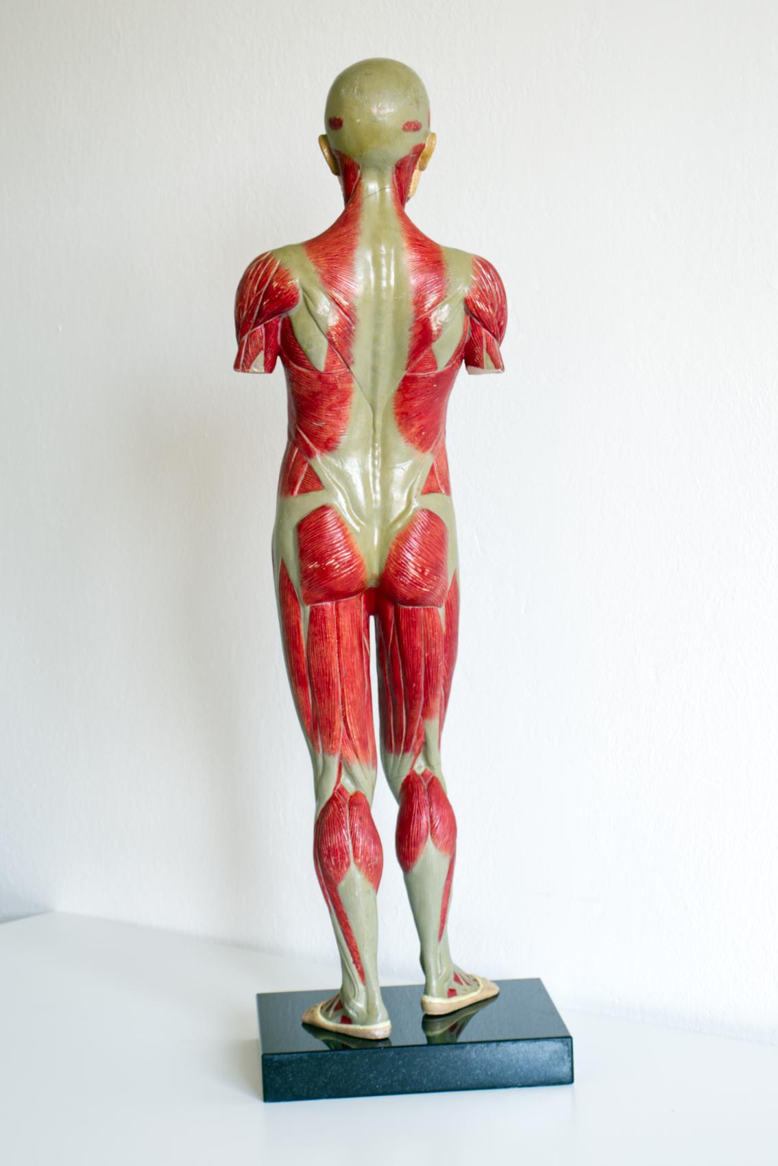 Modelo Educativo Vintage del Cuerpo Humano / Modelo Anatómico, circa 1940s siglo XX en venta